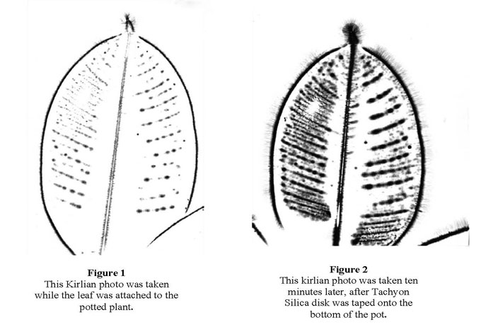 ficus-leaf-tachyon.jpg