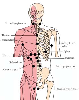 os-22-lymphatic-glandular-tlc-points.jpg