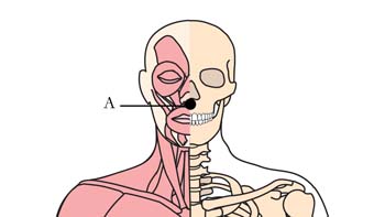 os-3-antispasmodic-cell-points1.jpg