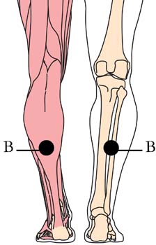 os-3-antispasmodic-cell-points2.jpg