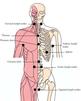 os-lym-lymph-tlc-points.jpg