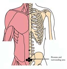 os-pro-prostate-tlc-points.jpg