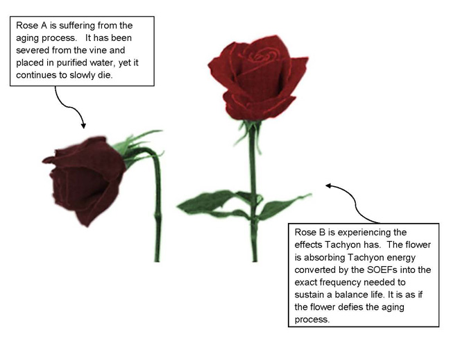 tachyon-roses-study.jpg