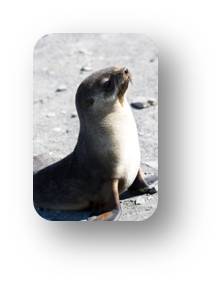 wild-seal-tachyon.jpg wild-seal-tachyon.jpg